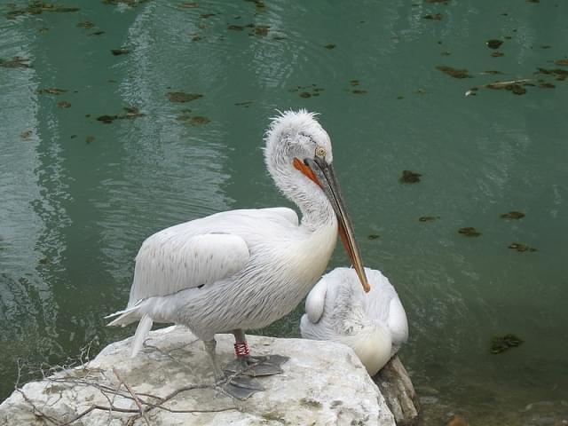 tierpark dahlholzli berna